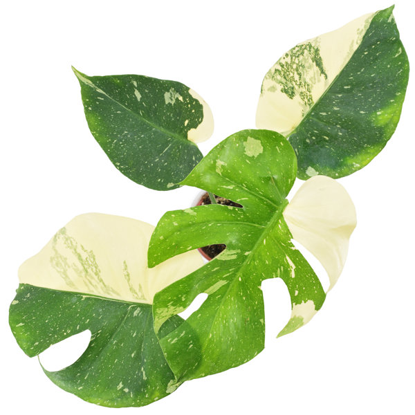 Arcadia Garden Products Monstera Live Plant & Reviews Wayfair